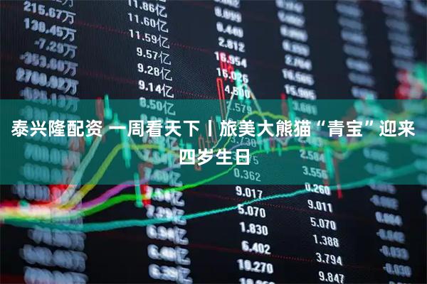 泰兴隆配资 一周看天下丨旅美大熊猫“青宝”迎来四岁生日
